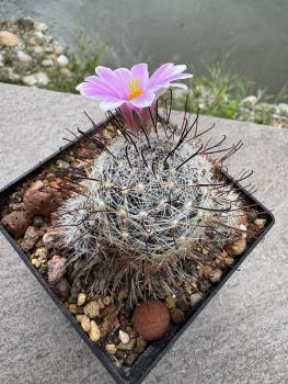 Preview: Mammillaria insularis